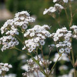 Festival Star? - Hardy Baby's Breath - Gypsophila paniculata Flower Delivery