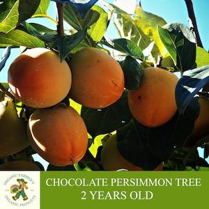 Chocolate Persimmon Tree, Grafted Ready To Plant, With Tuberous Soil, 2 Years Old Persimmon Tree with Cluster Fruit, For Pot and Garden
