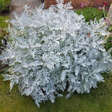 100+ Dusty Miller Plant Seeds-Centaurea cineraria -- Endangered Specie--Deer Resistant Annual---G030