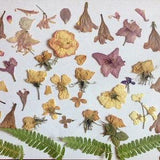 Pink pressed flowers, dried pressed flowers, pressed botanicals