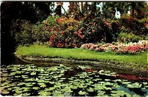 Postcard CT Greetings from Westbrook Pond Lily Pads Flowers Landscape