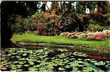 Postcard CT Greetings from Westbrook Pond Lily Pads Flowers Landscape