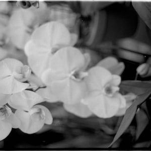 Orchid Black and White Print