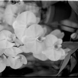 Orchid Black and White Print