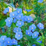 Perennial Flax Blue Flax Flowers 1g / 100 Seeds - Linum Perenne GMO Free