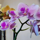 Photo of Pink and Gold Orchids Blooming