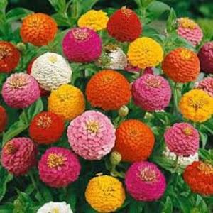 100 Pcs  Zinnia Lilliput Mixed Colors Flower Seed- ZINNIA ELEGANS / (FL107)