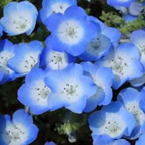Baby Blue Eyes Nemophila Seeds, Nemophila Seeds