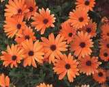 Osteospermum 'Orange Symphony' (African Daisy) Flower Delivery