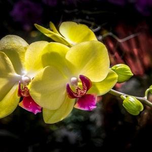 A sensational yellow Phalaenopsis or "Moth" Orchid flower portrait - Botanical art - Wall art - Photograph - Macro Photography - Back lit