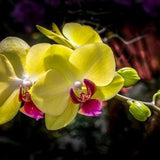 A sensational yellow Phalaenopsis or 