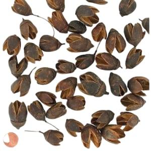 Bakuli Pod - Lagerseromeia Parviflora Seed Pod - Terrarium Decor - Natural Dried Fruit and Seed Pods