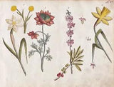 Peony Flower Pfingstblume Narcissus Botany Original Watercolour Drawing