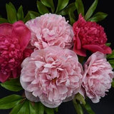 Bouquet of peonies from cold porcelain Delicate pink peonies and purples Bouquet of peonies 5 flower Flowers country house bride's bouquet