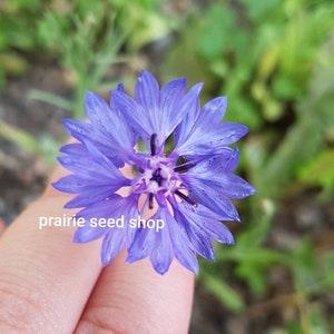 Blue Bachelor Button Seeds Canada, Bachelor's Buttons Seeds, Annual Flower Seeds, Blue Flower Seeds, Centaurea Cyanus, Blue Cornflower Seeds