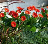 Red Garden Jewels? Gerbera Daisy  - Southern Living Plants Flower Delivery