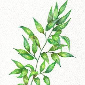 Original Watercolor Gouache Painting 5.75x8.25 inches " Italian Ruscus " Foliage Botanical Illustration Art by Patricia