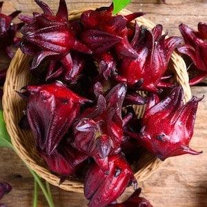 15 + Seeds Orgric  Roselle  Hibiscus sabdariffa Organic - perennial