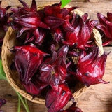15 + Seeds Orgric  Roselle  Hibiscus sabdariffa Organic - perennial