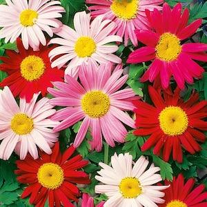 50+ seeds Elegant cottage Garden flower Heirloom Chrysanthemum Seeds - Painted Daisy - mix