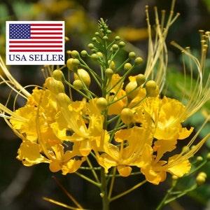 Pride of Barbados Yellow Seeds, Bird of Paradise, Dwarf Poinciana, (Caesalpinia pulcherrima 'Yellow'), Flowering bush