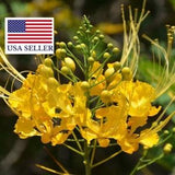 Pride of Barbados Yellow Seeds, Bird of Paradise, Dwarf Poinciana, (Caesalpinia pulcherrima 'Yellow'), Flowering bush