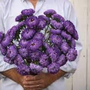 Aster tower blue flower seed 50