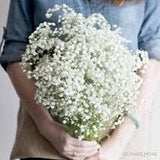 Baby??s Breath Gypsophila elegan 500 Seeds dried flower pressed flowers cut flowers bouquet florist wedding Dizzy Bees Urban Garden