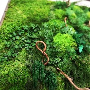 40" x 18" Artisan Moss? Plant Painting? - Curly Vine - No Care Green Wall Art. Real Preserved Plants.