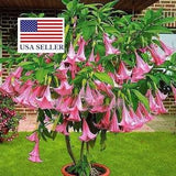 10 Brugmansia Pink Delight - Angels Trumpet (Brugmansia suaveolens var. pink) - 10 Seeds