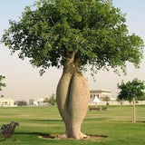 Chorisia speciosa 10 seeds seeds Ceiba speciosa Tree Bottle of false Kapok