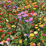 Wild Meadow Flowers 10g - 2500 Seeds - Over 40 Species of Wild Flowers