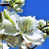 White Orchid Tree   Bauhinia variegata Alba   20 Seeds