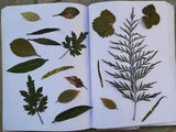 20 Pieces of Pressed Dried Leaves for DIY Art & wall art Projects New