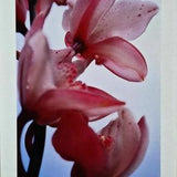 Thomas Florschuetz - O. T. Orchids XIV (2003) CERTIFICATE (Unframed)