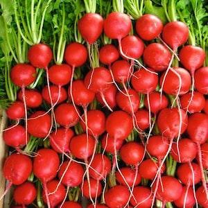 100 Seeds- Rivoli  Radish Seeds- Raphanus Sativus-(NON GMO) -Z115-Bright Red AAS Award Winner
