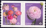 2023 Canada SC# Flowers - Ranunculus - pair from Coil - M-NH