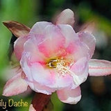 1 cutting/ leaf/ stem Rare Lily Dache Epiphyllum Orchid Cactus 6-8???