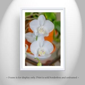 Orchid Flower Art Photography Print