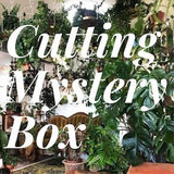 Uncommon Plant Cutting Mystery Box Grow Your Own Indoor Houseplant Leaves Easy Gardening Surprise Live Rare House Plant for Propagation