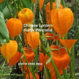 Chinese Lantern Flower Seeds Canada, Hardy Perennial Plant, Physalis Alkekengi Orange Red Ornamental Zone 3 4 5 6 7 8 9 + GIFT!
