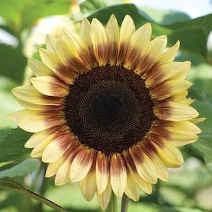15 seeds ProCut Lemon/Red Bicolor Sunflower
