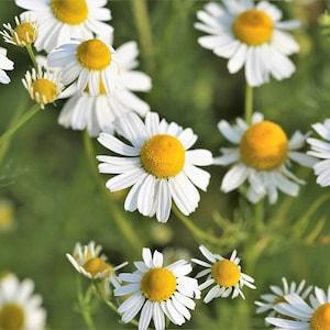 Organic Chamomile Seeds | German chamomile | Matricaria Chamomilla | Chamomile Flower Seeds | Untreated,non Gmo | Open Pollinated |100 seeds