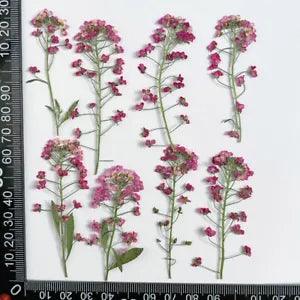12PCS Real Pressed Dry Alyssum Flower, Purple Flower with leaves stem FHT27