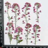 12PCS Real Pressed Dry Alyssum Flower, Purple Flower with leaves stem FHT27