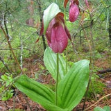 Lady's Slipper flower essence