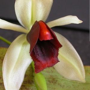 Coelogyne usitana X sib. Nice healthy orchid species seedling. Unique and rare orchid species.