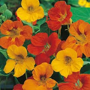 Tom Thumb Nasturtium Seeds 20 count
