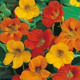 Tom Thumb Nasturtium Seeds 20 count