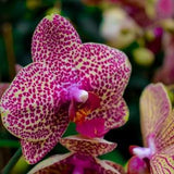 Pinks She Pretty Orchid
